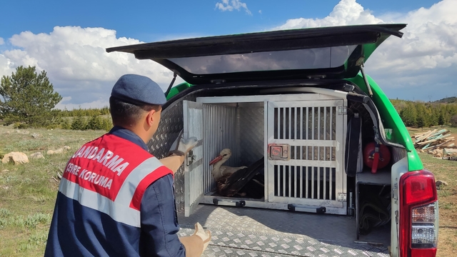 Karaman'da yaralı bulunan leylek koruma altına alındı