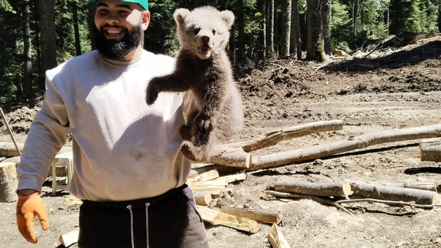 İş makinesinin içerisine giren yavru bozayı kamerada