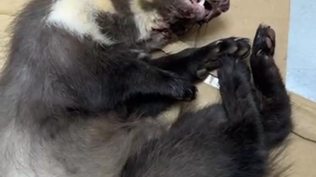 Erzurum'da yaralı bulunan kaya sansarı tedaviye alındı