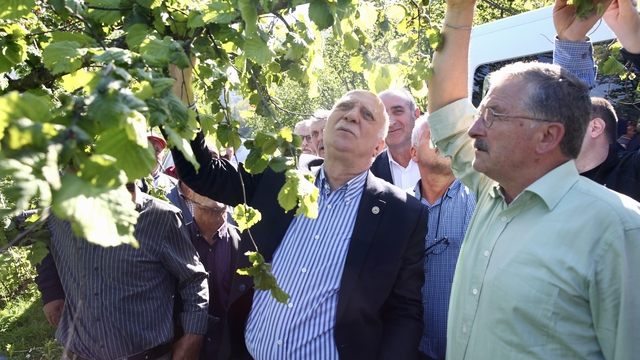 TZOB Genel Başkanı Bayraktar, Giresun'da zirai dondan etkilenen fındık bahçelerini inceledi
