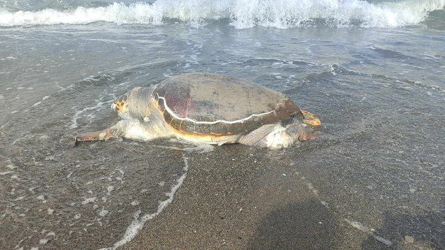 Hatay'da ölü caretta caretta sahile vurdu