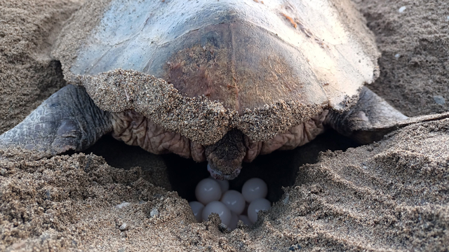 Caretta carettalardan ilk yuva