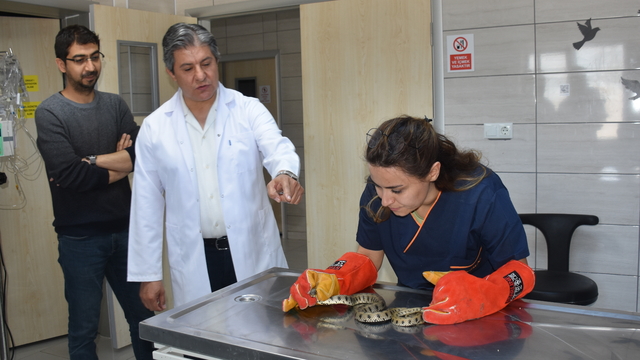 Afyonkarahisar'da tedavisi tamamlanan yılan doğaya salındı