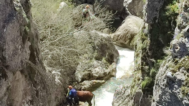 Kastamonu'da akarsuya düşen büyükbaş hayvanı AFAD ekibi kurtardı