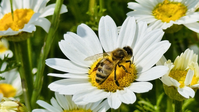 Erzin'de tarlalar gelincik ve papatyalarla renklendi
