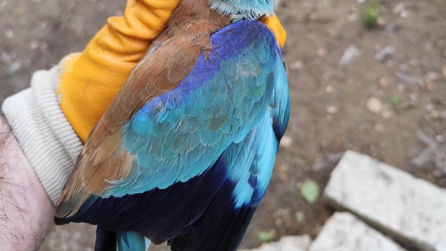 Sırbistan'da halkalanan gökkuzgun Denizli'de yaralı bulundu