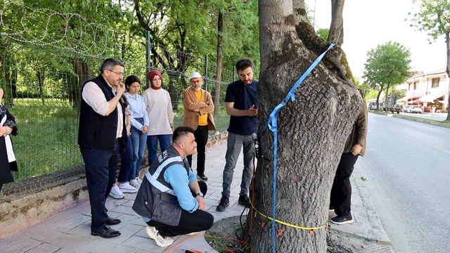 Sakarya'da ağaçların "tomografisi" çekilecek