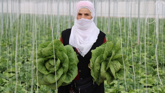 Erzincan'ın seralarında yetişen marulda hasat başladı