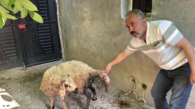 Adıyaman'da başıboş köpeklerin saldırdığı 5 koyun telef oldu