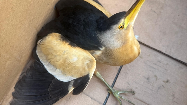 Giresun'da Balaban kuşu koruma altına alındı