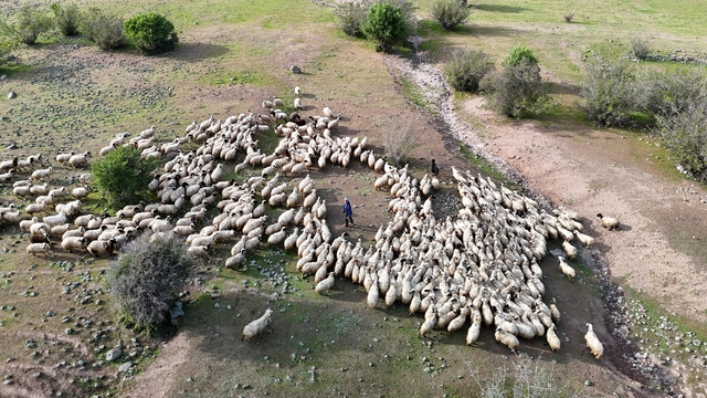 Tunceli'de 'Şafaklılar'ın 3 bin rakımlı yaylalara yolculuğu başladı