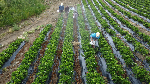 Coğrafi işaretli Köprübaşı çileği genç çiftçilerle yaygınlaştırılacak