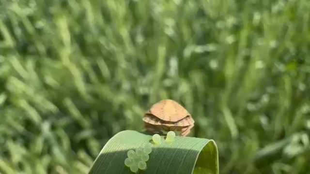 Üreticiye en çok zararı veren sünenin yumurtlama anı kamerada