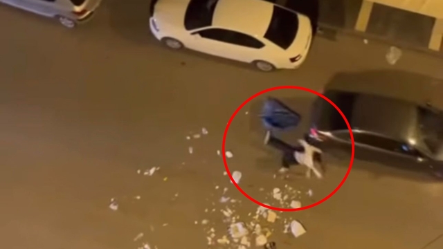 Çöpleri yola döküp geçen araçlara saldırdı