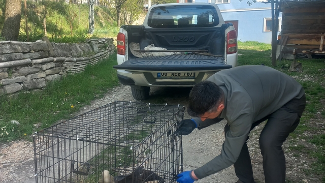 Bolu'da tedavisi tamamlanan 15 yaban hayvanı doğaya salındı