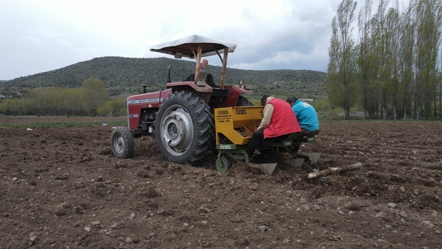 Dodurga Belediyesi 26 dönümlük hazine arazisine 26 ton patates ekti