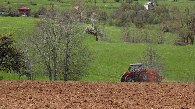 Ordu'da karabuğdayın üretim alanı arttı