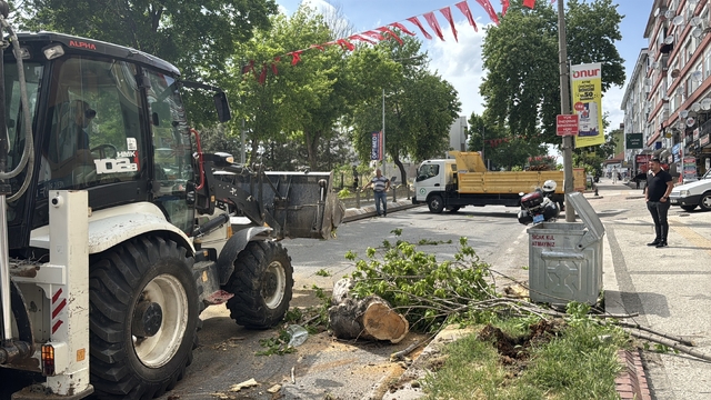 Edirne'de yola devrilen ağaç trafikte aksamalara neden oldu