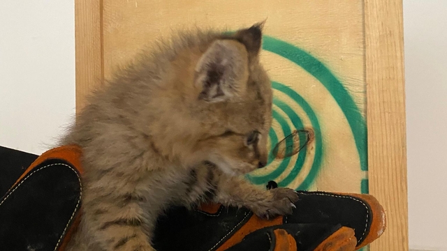 Şırnak'ta bitkin halde bulunan saz kedisi yavrusu tedaviye alındı