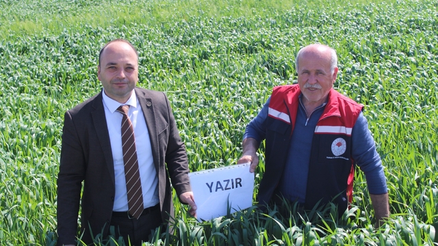 Pazar'da yulaf ekim alanlarında fenolojik gözlem yapıldı