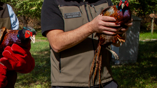 DKMP'den kahverengi kokarcayla mücadele çalışmalarına sülün desteği