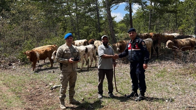 Kütahya'da kaybolan 19 büyükbaş hayvanı jandarma ekibi buldu