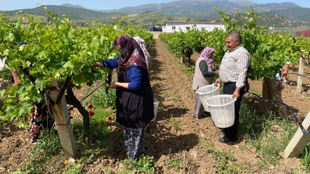 Manisa'da asma yaprağı üzüm üreticisine ek gelir sağlıyor