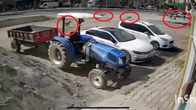 Başıboş köpeklerin saldırısında son anda kurtuldular; o anlar kamerada