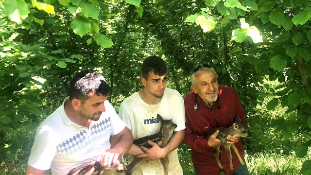 Düzce'de bulunan 2 karaca yavrusu kontrollerin ardından doğaya bırakıldı