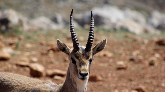 Hatay'daki dağ ceylanı merkezi, "gazella gazella" türünün neslini koruyor