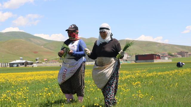 Yüksekova'da kadınların pancar otu toplama mesaisi başladı