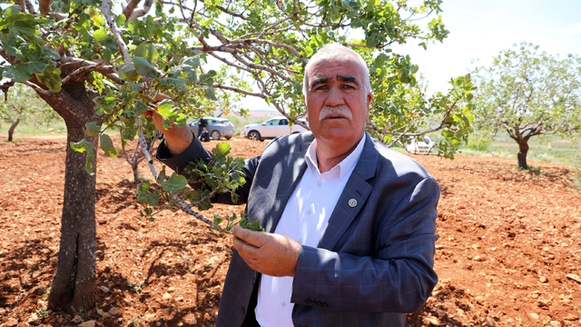 Antep fıstığında zirai don kaybı büyük