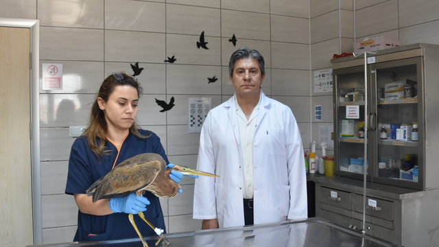 Üniversitenin yaban hayatı merkezinde her yıl yüzlerce yaralı kuş tedavi ediliyor