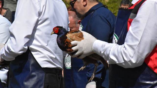 Ordu'da kahverengi kokarcaya karşı doğaya 800 sülün salındı