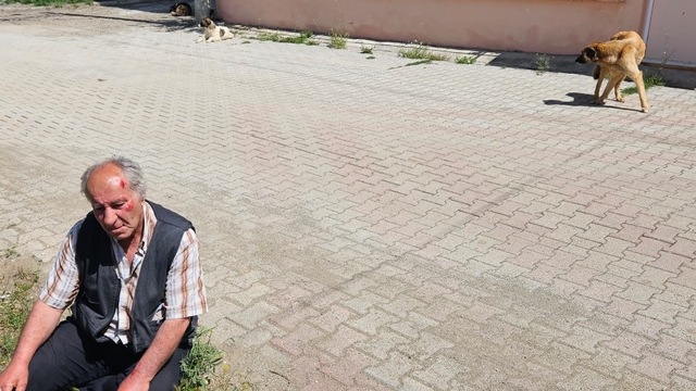 Burdur'da sahipsiz köpeklerin saldırdığı kişi yaralandı