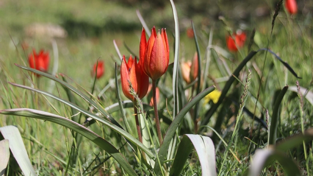 Her yıl 10 gün boyunca canlı kalabilen Manisa lalesi için genetik çalışma