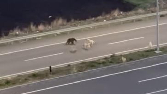 Köpeklerle dalaşıp, halı sahaya giren ayı kamerada