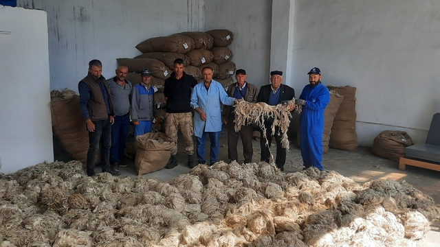 Beypazarı'nda Ankara keçisi tiftik alımı başladı