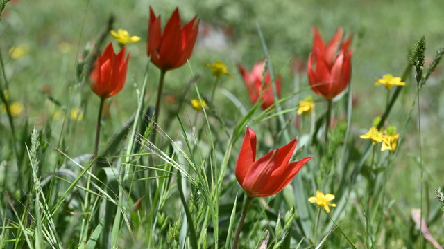 Endemik tür Manisa lalesi için genetik araştırma yapılıyor
