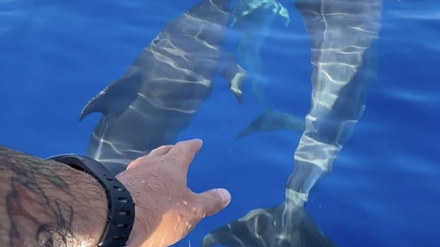 Yunuslar balıkçı teknesine eşlik ederken görüntülendi