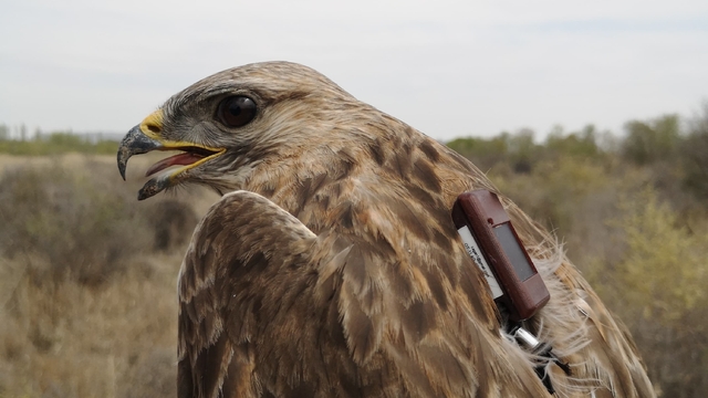 GRAFİKLİ - Takibe alınan bozkır şahininin Aras Vadisi'nden Beyazdeniz'e göç yolculuğu