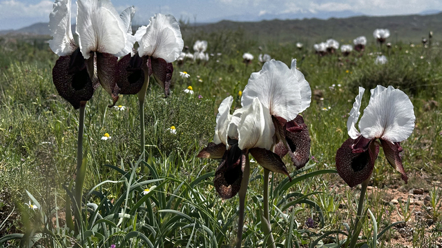 Havaların ısındığı Iğdır'da yaylalar çiçeklerle renklendi