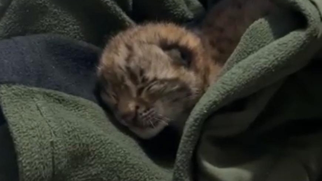 Bolu'da yalnız bulunan vaşak yavrusu koruma altına alındı