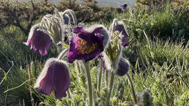 Palandöken Dağı eteklerinde açan mor ters laleler bölgeye renk kattı