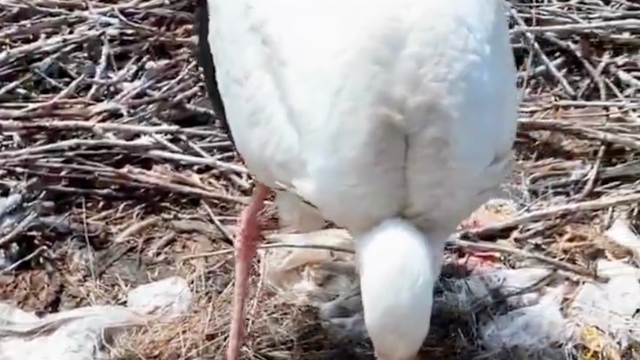 Köyü terk etmeyen 2 leylek, Anneler Günü'nde 'anne' oldu