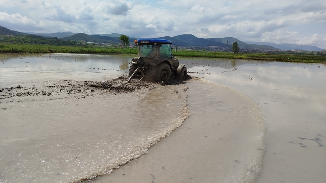 Sinop'ta 18 bin dekar alanda çeltik ekimine başlandı