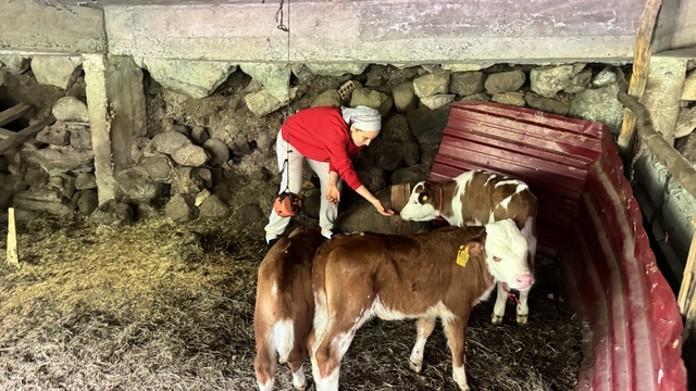 Artvinli besiciye dördüz buzağı sürprizi