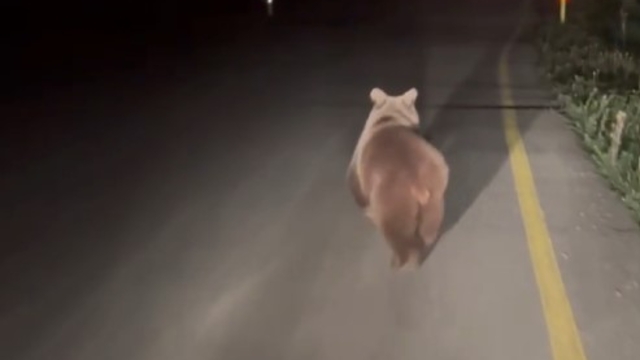 Köy yolunda koşan ayı kamerada