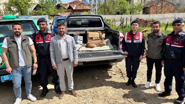 Samsun'da yaralı karaca tedavi altına alındı