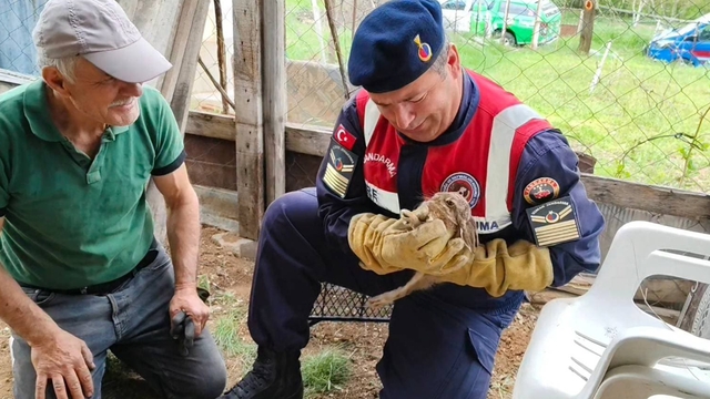 Yozgat'ta jandarmanın bulduğu hasta yaban tavşanı tedaviye alındı